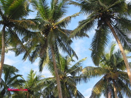 sri lanka,mirissa