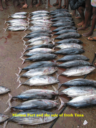 sri lanka,mirissa